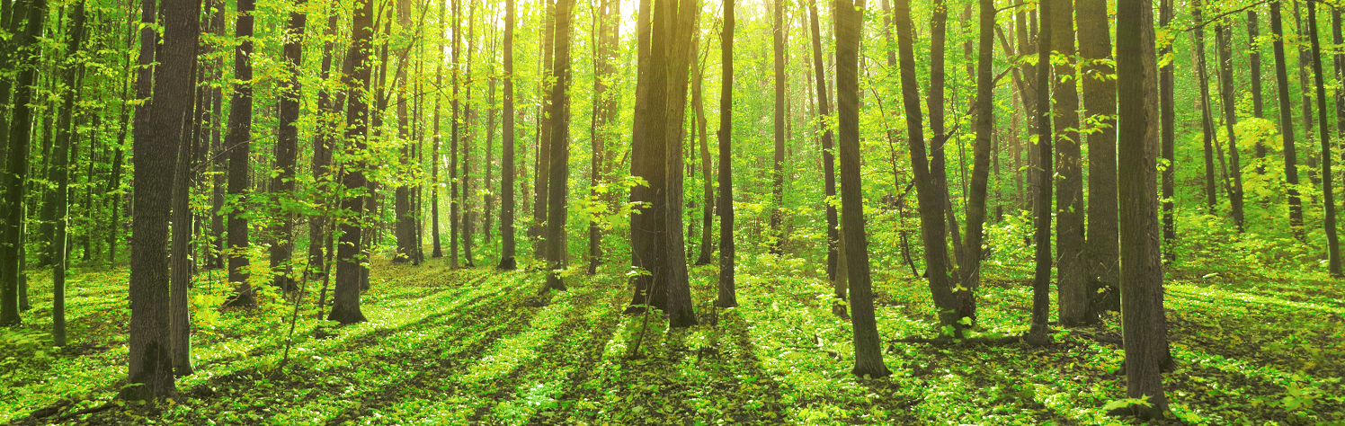 Efficiency in Pulp and Paper Mills