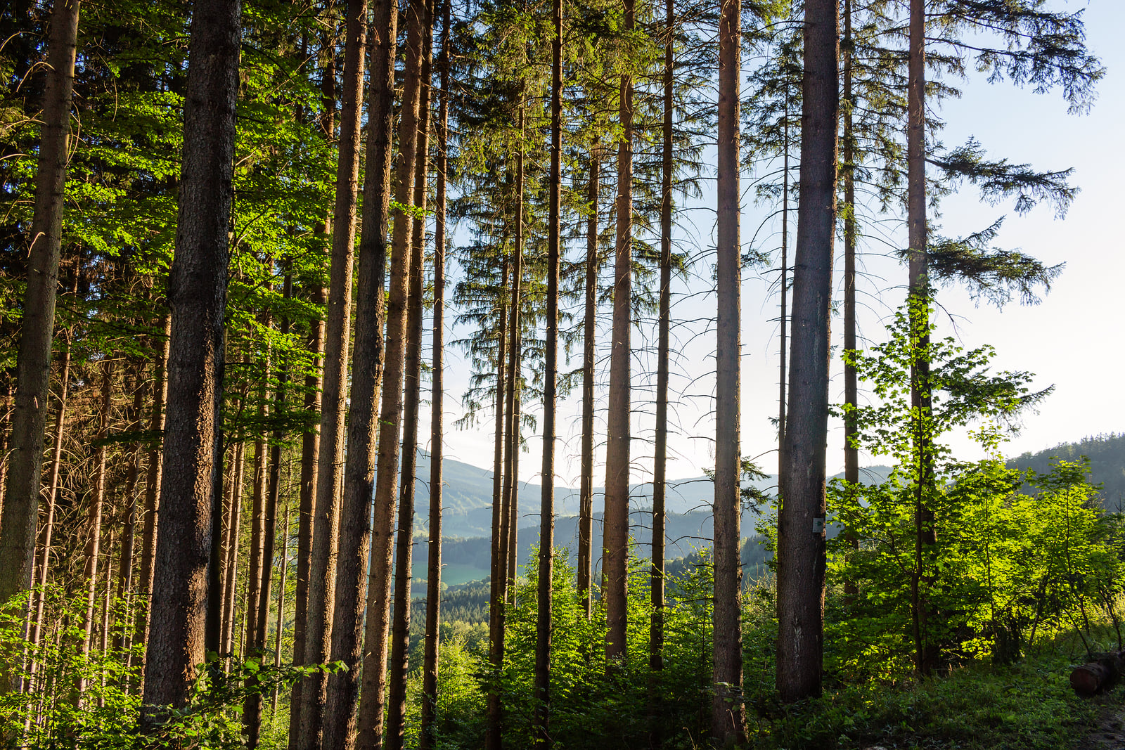 3 Challenges Facing the American Forestry Industry