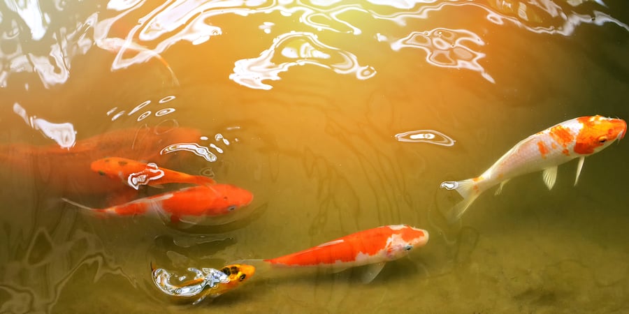 Change for the Better: What Kaizen can do for you