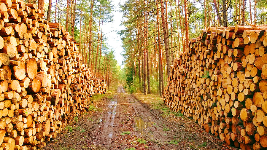Examining COVID's Impact on the Pulp and Paper Industry - What's Ahead?