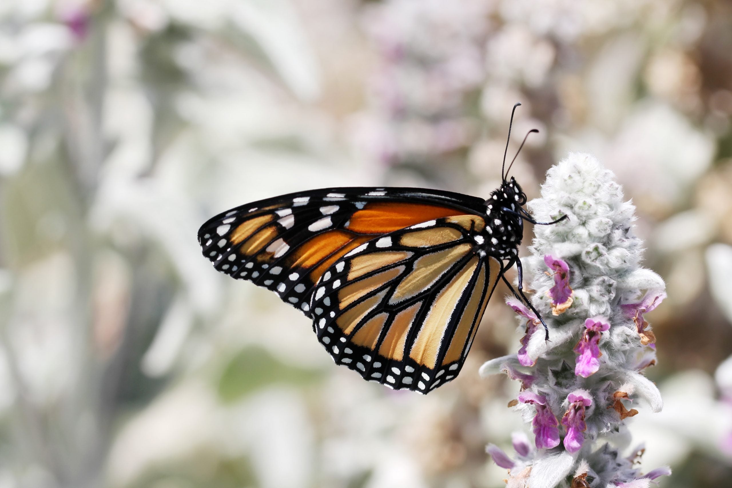 Change Management: Why It's Necessary to Become More Agile